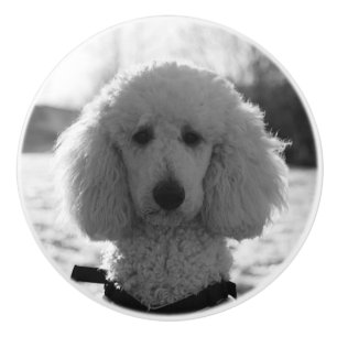 Bouton De Porte En Céramique Yeux noirs et blancs de chiot de visage de caniche