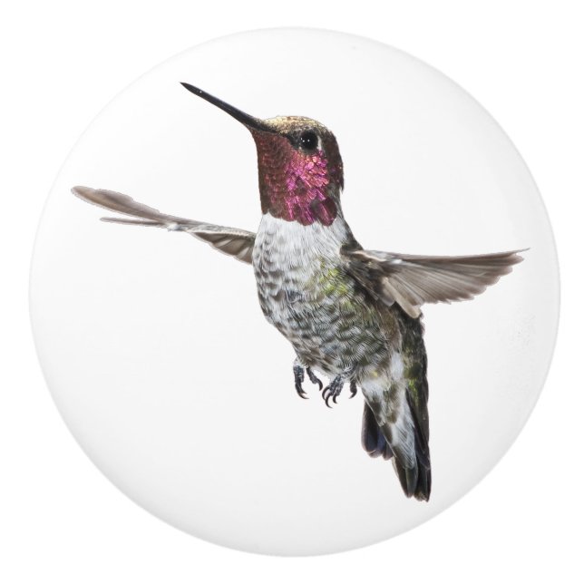 Bouton du colibri d'Anna (Devant)