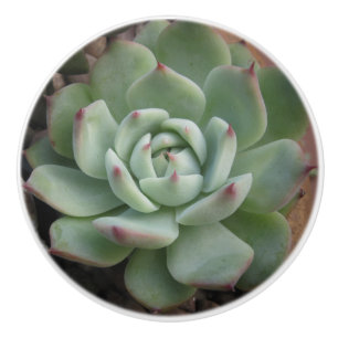 Bouton en céramique Succulent