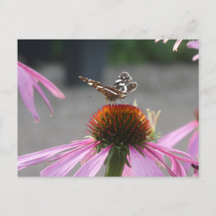 Bouton mignon Carte sur Coneflower do-it-yourself 