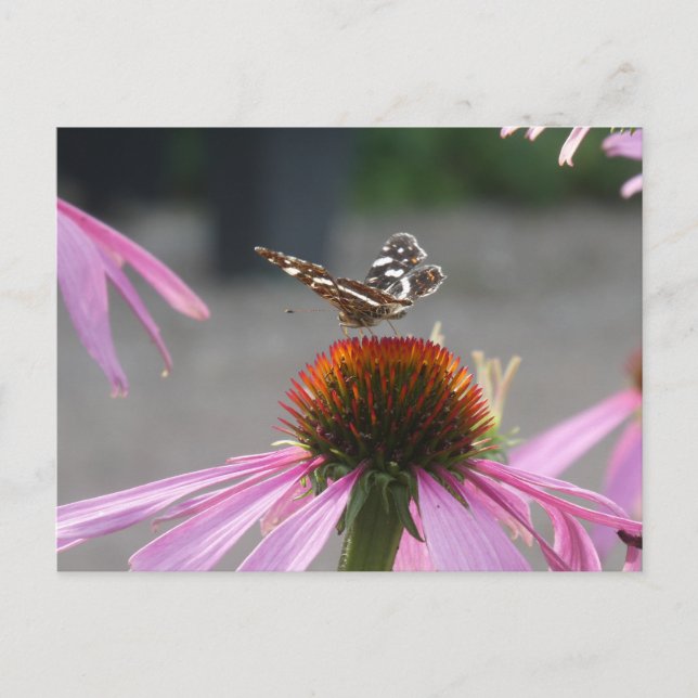 Bouton mignon Carte sur Coneflower do-it-yourself  (Devant)
