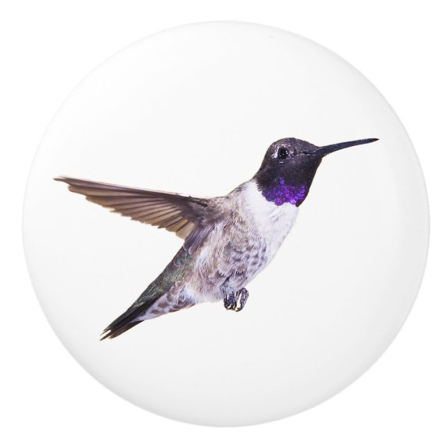 Bouton Noir-chinned de colibri (Devant)