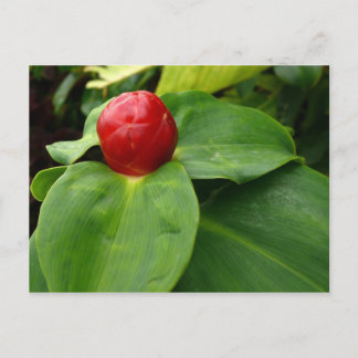 Bouton Rouge - Martinique, FWI Postcard