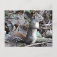 Boutonnez la carte postale d'écureuil de Douglas