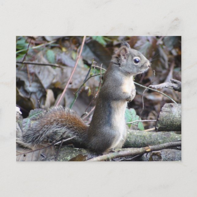 Boutonnez la carte postale d'écureuil de Douglas (Devant)