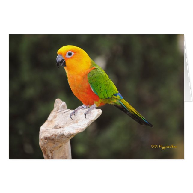 Boutons I (Devant horizontal)