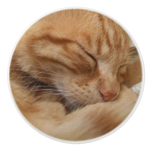 Boutons oranges de raboteuse de chat de gingembre