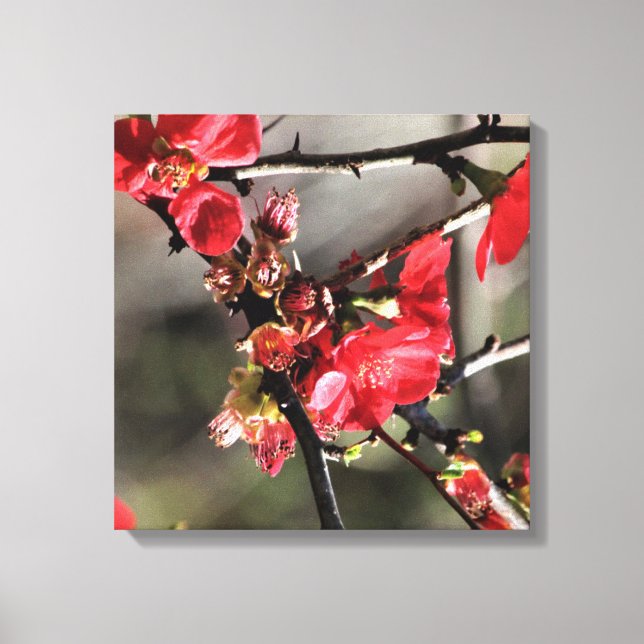 Boutons rouges toile florale Impression (Recto)