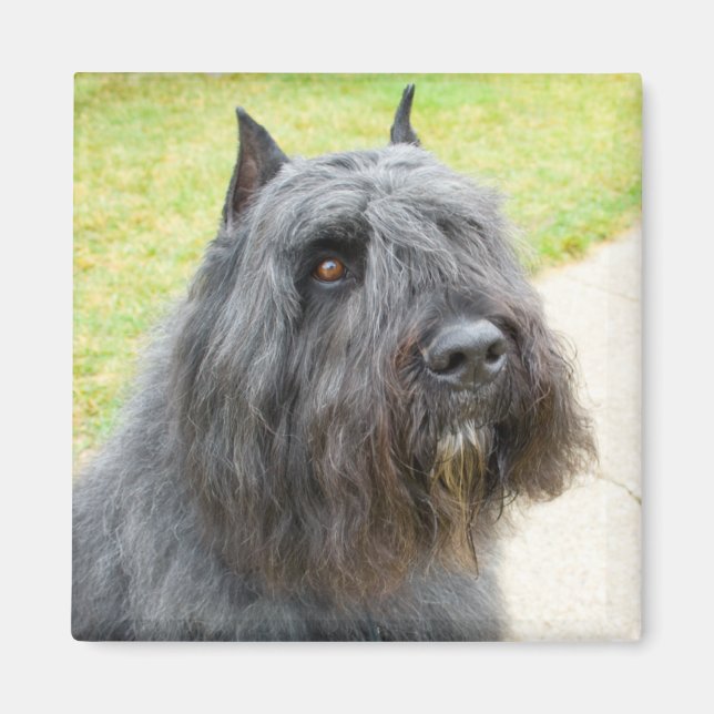 Bouvier des Flandres Magnet (Front)