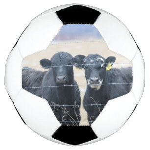 Bovine bystanders soccer ball