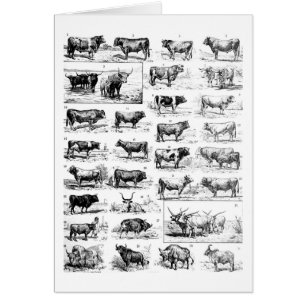 Bovine Chart