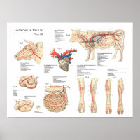 Bovine Cow Blood Vessels Anatomy Poster