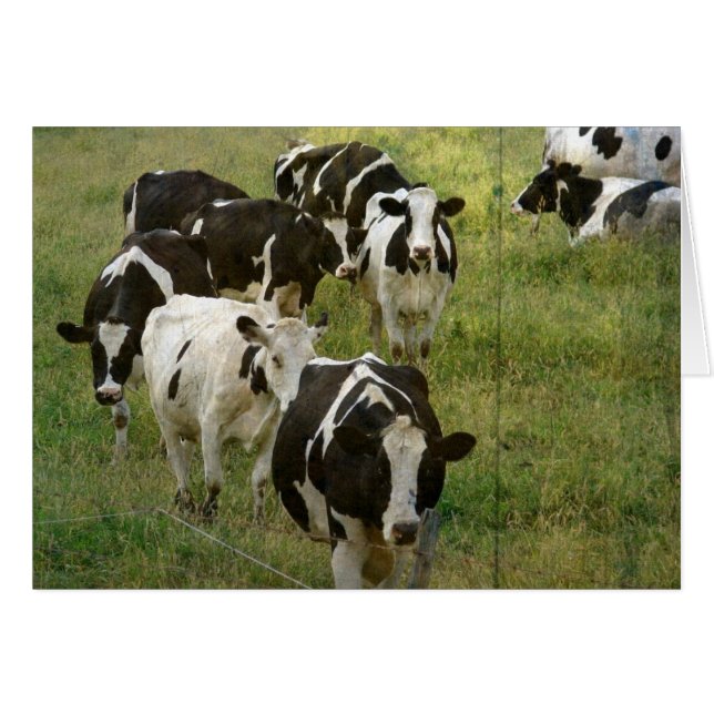 Bovins laitiers (Devant horizontal)