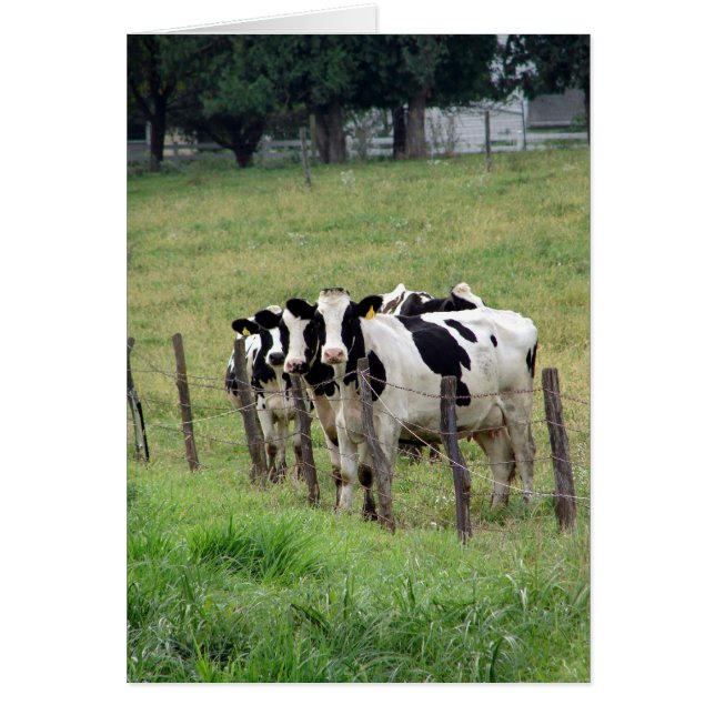 Bovins laitiers Toute occasion Carte de voeux blan (Devant)