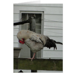 Bowed Rooster/Prayer