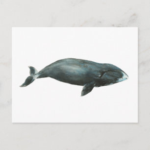 Bowhead Whale Watercolor illustration Postcard