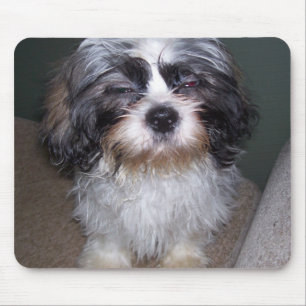 Bowie the Fuzzy Shih Tzu Puppy Mousepad