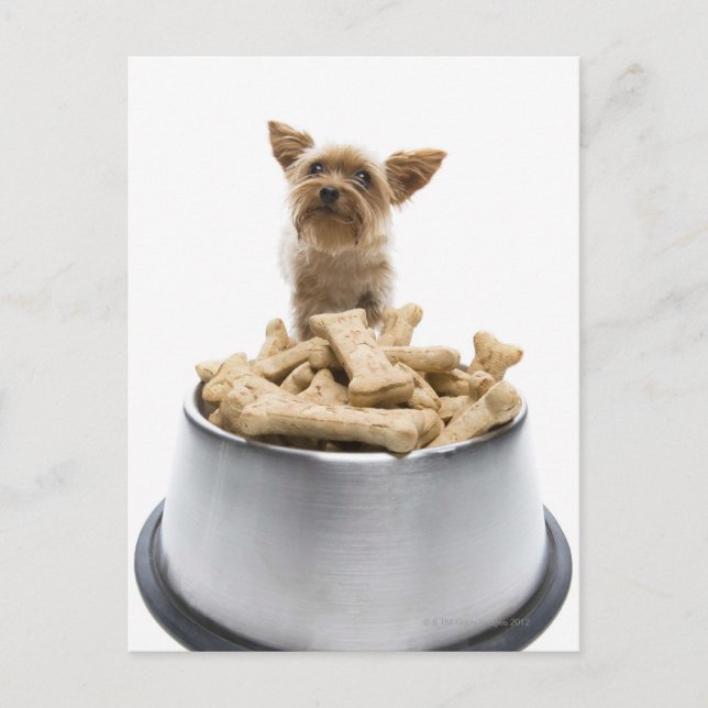 Bowl of dog treats by Yorkshire Terrier Postcard (Front)