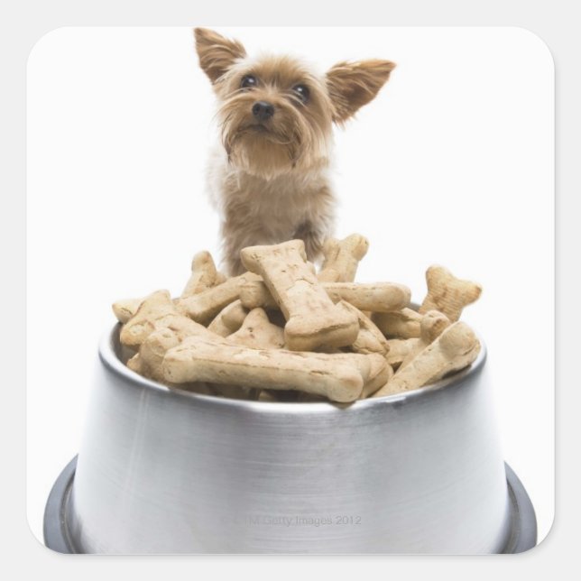 Bowl of dog treats by Yorkshire Terrier Square Sticker (Front)