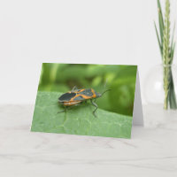 Box Elder Bug Coordinating Items