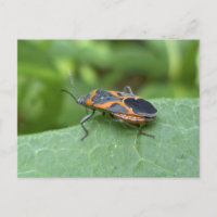 Box Elder Bug Coordinating Items