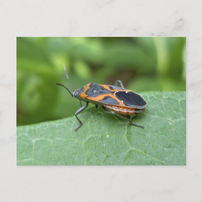 Box Elder Bug Coordinating Items Postcard (Front)