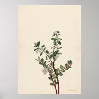 Box Huckleberry (Gaylussacia brachycera) Poster