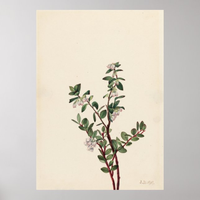 Box Huckleberry (Gaylussacia brachycera) Poster (Front)