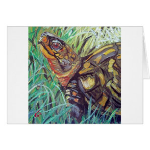 Box Turtle