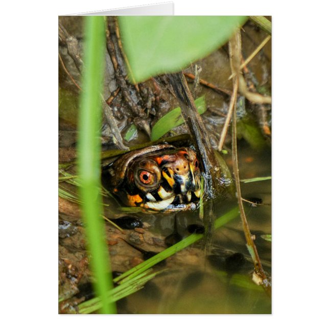 Box Turtle and Tadpoles (Front)