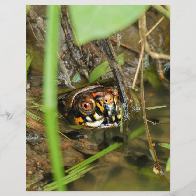Box Turtle and Tadpoles (Front)