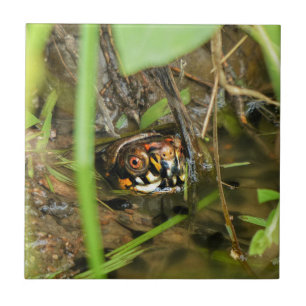 Box Turtle and Tadpoles Tile