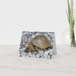 Box Turtle  Card