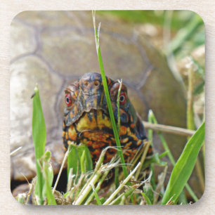Box Turtle Coaster