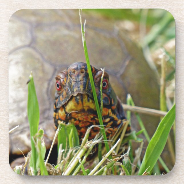 Box Turtle Coaster (Front)