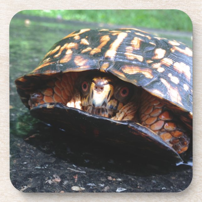 Box Turtle Coaster (Front)