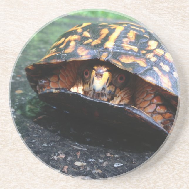 Box Turtle Coaster (Front)