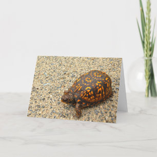Box Turtle Encouragement Card
