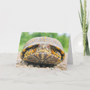 Box Turtle Greeting Card