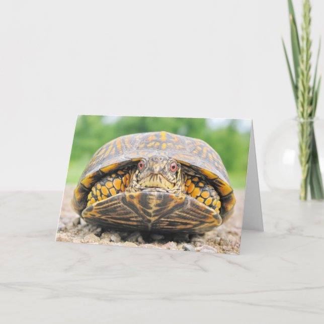 Box Turtle Greeting Card (Front)