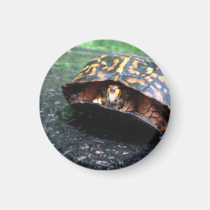 Box Turtle Magnet