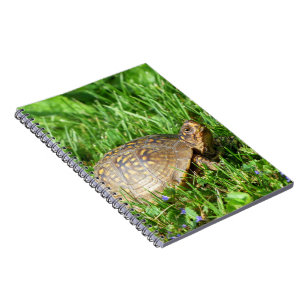 Box Turtle Notebook