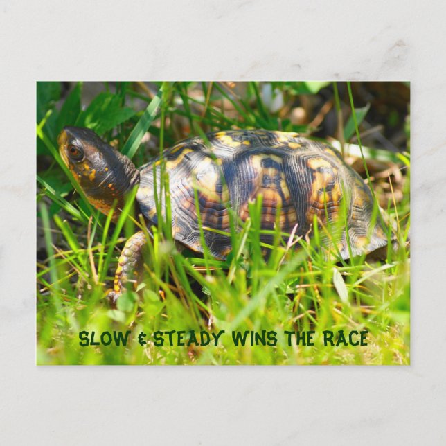 Box Turtle Postcard (Front)