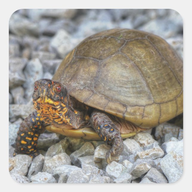Box Turtle  Square Sticker (Front)