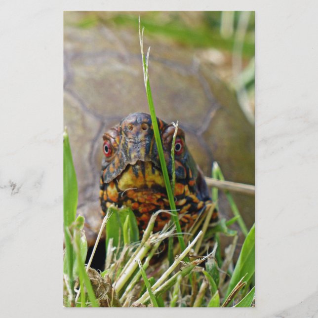 Box Turtle Stationery (Front)