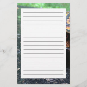 Box Turtle Stationery