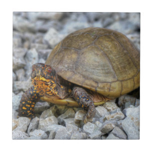 Box Turtle Tile