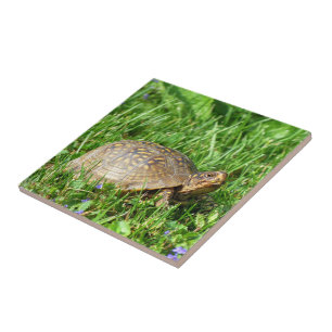 Box Turtle Tile