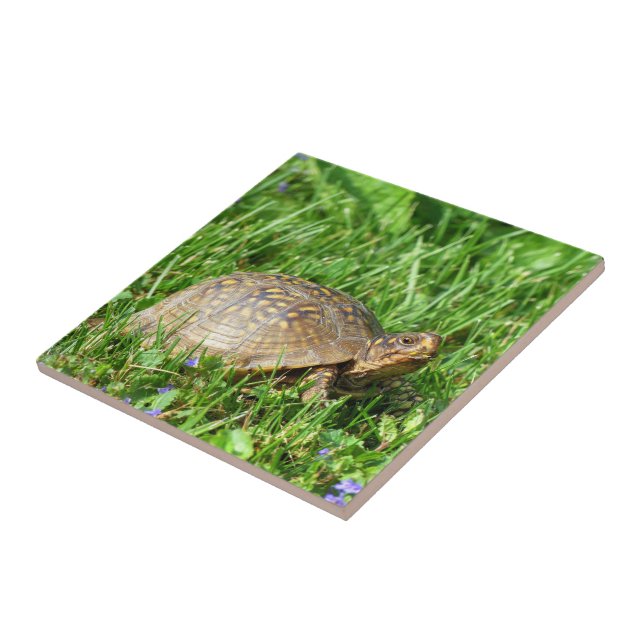 Box Turtle Tile (Side)