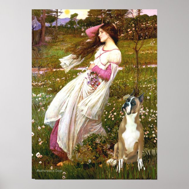 Boxer 1cr - Windflowers Poster (Front)